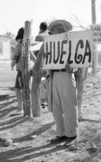 A striking farm worker holding a sign reading, "HUELGA"