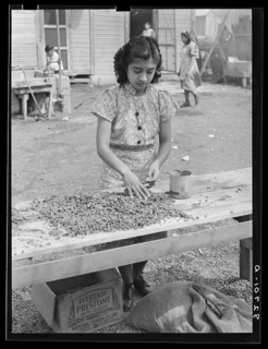 young girl shelling pecans